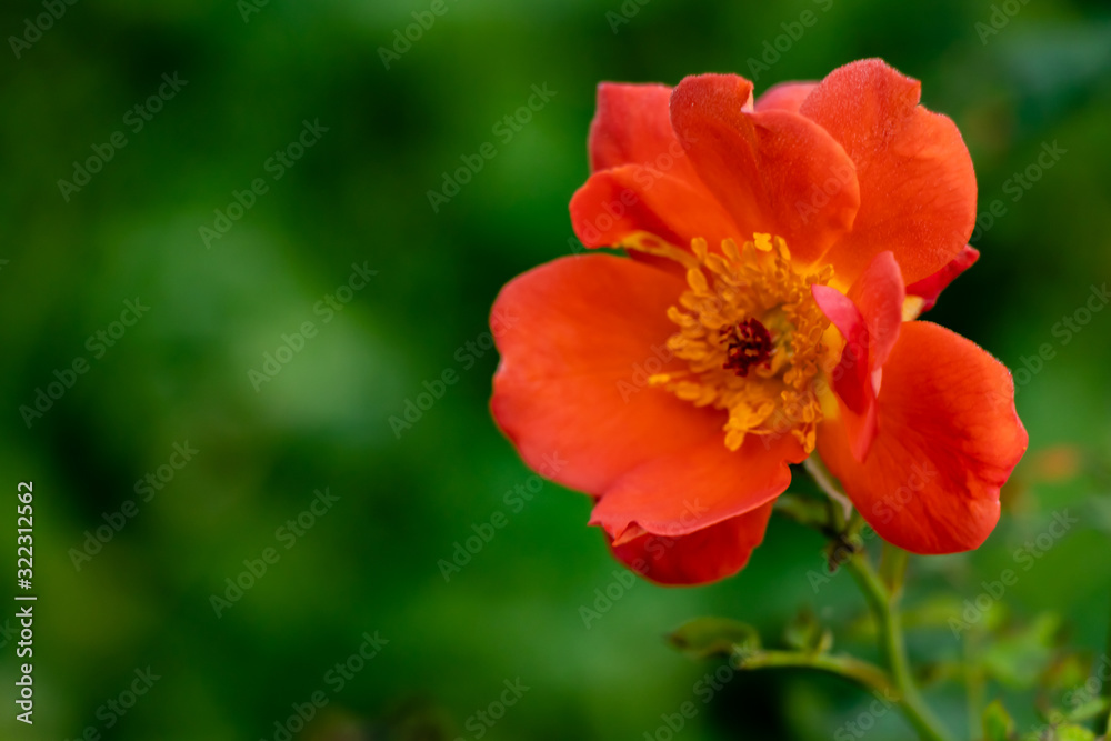 macro selective soft focus of orange begonia flower against blurry green background. nature and selective concept macro selective soft focus of orange begonia flower against blurry green background. nature and selective concept
