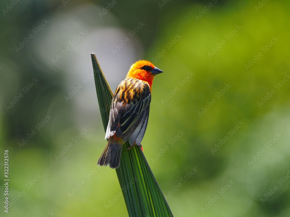 Fototapeta premium Red Fody bird perching in natural environment