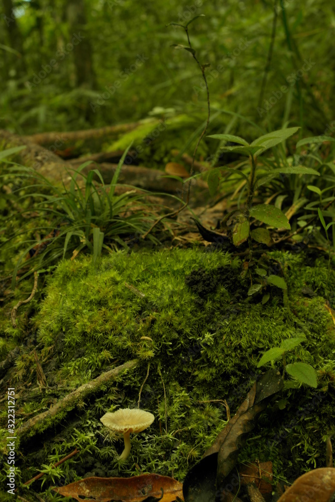  details on the trail