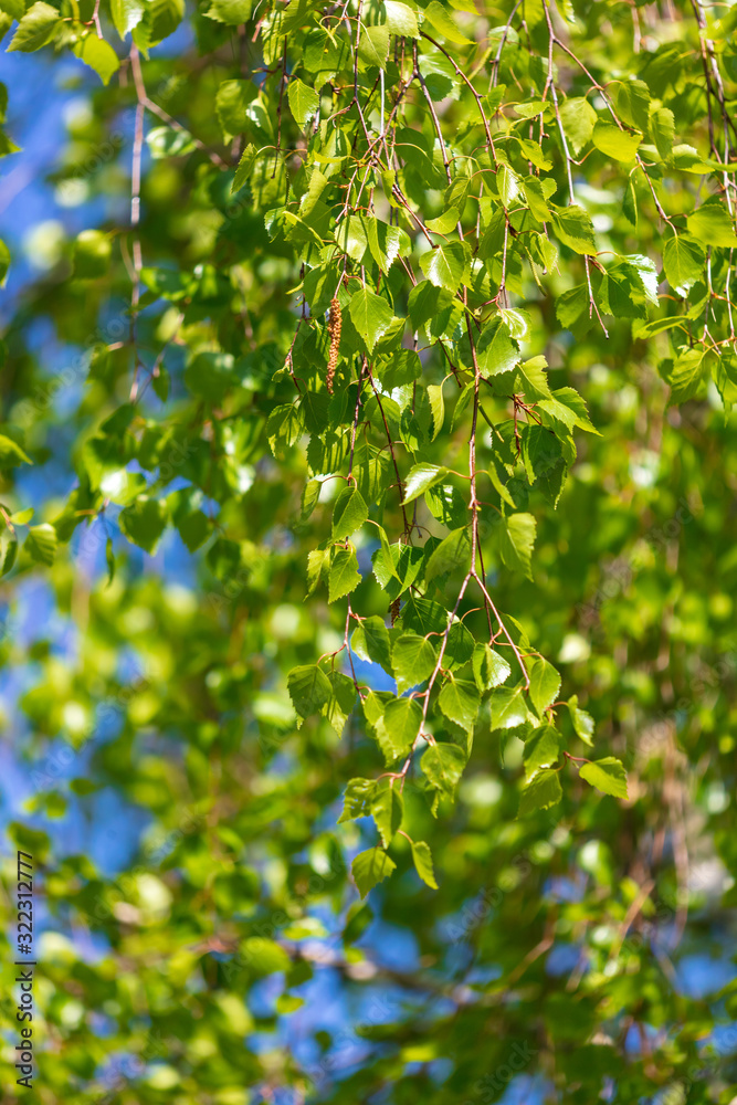 Green birch leaves on a background of blue sky Green birch leaves on a background of blue sky
