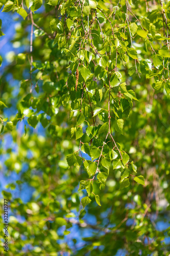 Green birch leaves on a background of blue sky