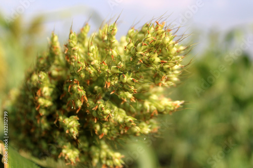 Closeup of Jowar grain  Sorghum  crop.