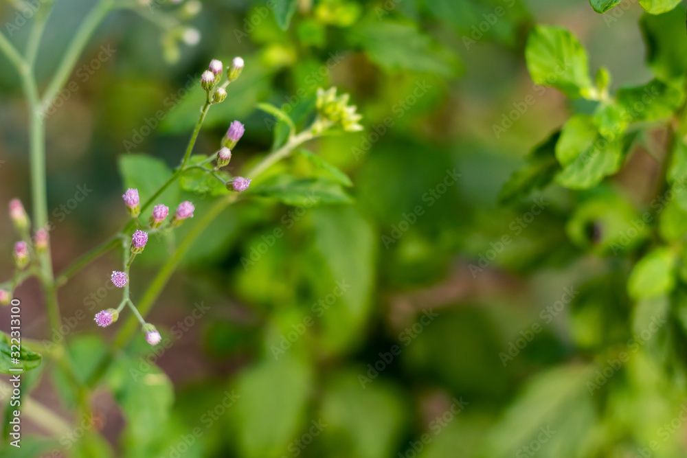 purple flowers of parthenium grass in green blurry leaves in background. Weeds concept purple flowers of parthenium grass in green blurry leaves in background. Weeds concept