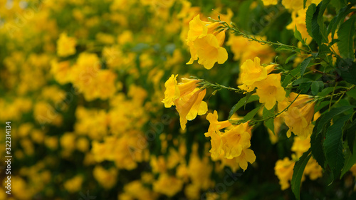 beautiful yellow flowers closeup with green leaf background