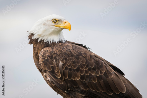 American bald eagle close up, isolated against a blue sky