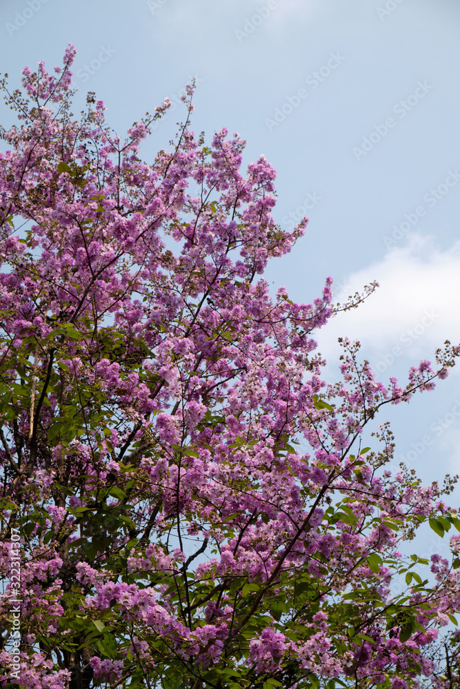 beautiful pink flowers against clear blue sky background , summer blooming flowers