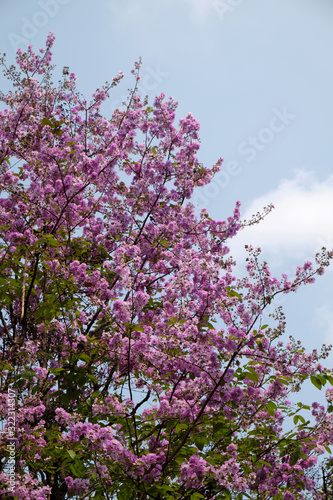 beautiful pink flowers against clear blue sky background , summer blooming flowers
