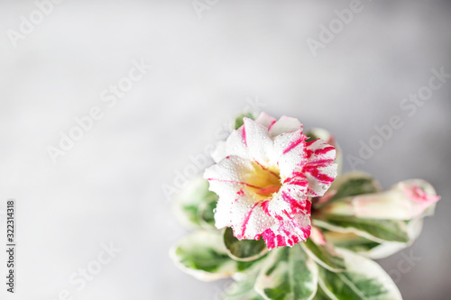 Desert Rose, Adenium obesum. Blooming pink desert rose. Beautiful floral background. Home floriculture.