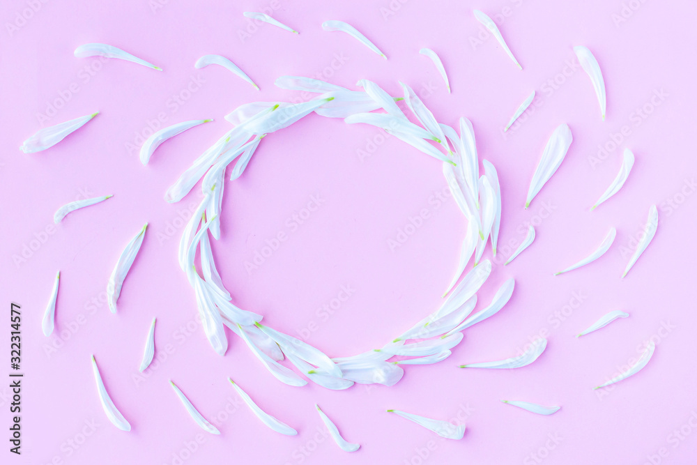 Round frame made of white chrysanthemum petals on a pink background. Flowers composition. Concept of love and spring. Flat lay, top view, copy space. Round frame made of white chrysanthemum petals on a pink background. Flowers composition. Concept of love and spring. Flat lay, top view, copy space.