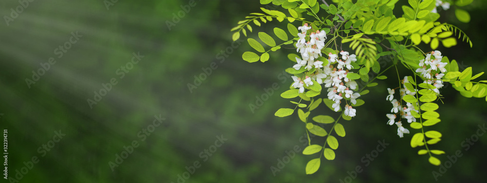 Fototapeta premium Acacia tree flowers blooming