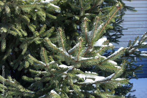 Green branches of spruce covered with snow in winter