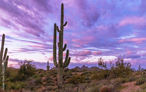 Large Saguaro Cactus At Early Morning Near Phoenix © Ray Redstone