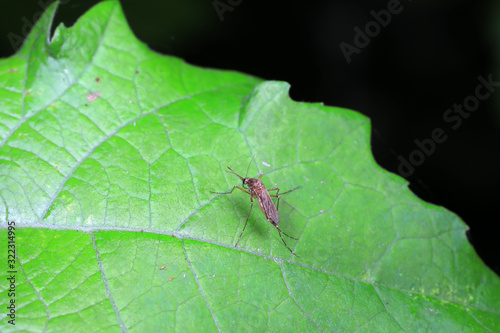 mosquitoes insect on green leaves, North China