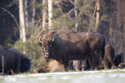 European bison - Bison bonasus in the Knyszyn Forest (Poland)