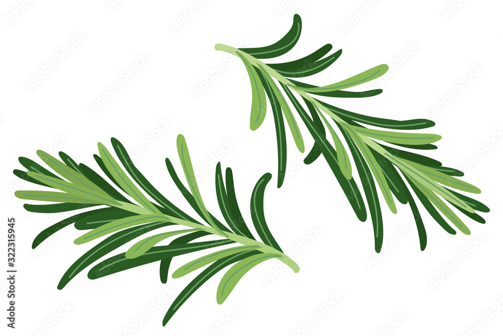 Sprig of green rosemary. Isolated on white. Culinary herb. Spice for cooking. Organic ingredient for flavoring dishes