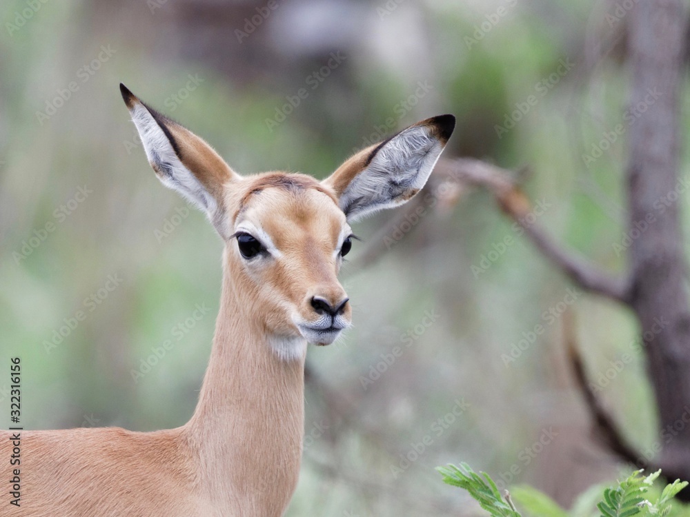 Impala Lamb with oversized Ears close up head Portrait, Kruger National Park Impala Lamb with oversized Ears close up head Portrait, Kruger National Park