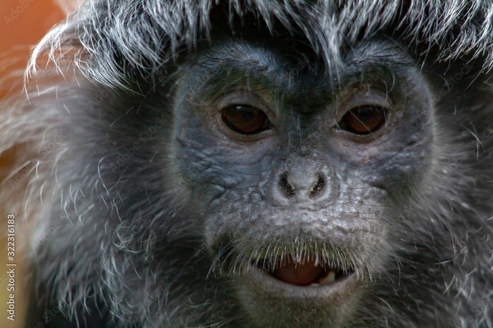 Obraz premium Langur de Java adulte en gros plan