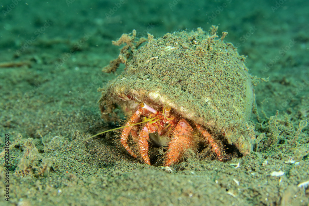 Crab in shell