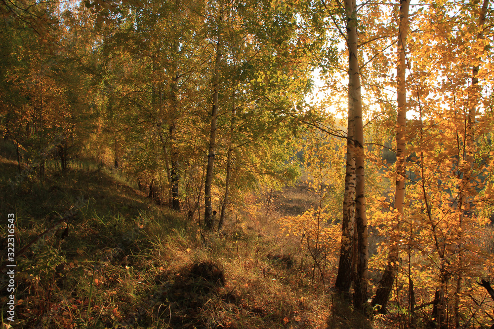 Obraz premium On the hill there are young birch trees with yellow leaves illuminated by the morning sun