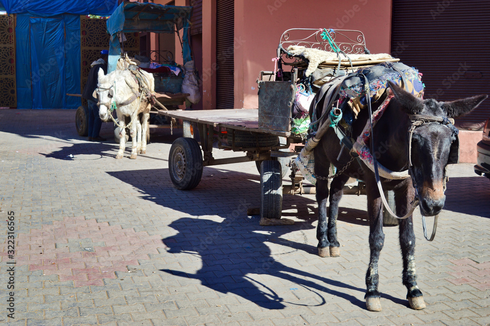 Group of mules and donkeys as a working animals in Morocco berber markets