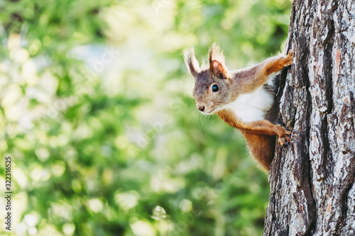 Ecureuil roux en train de grimper    un arbre