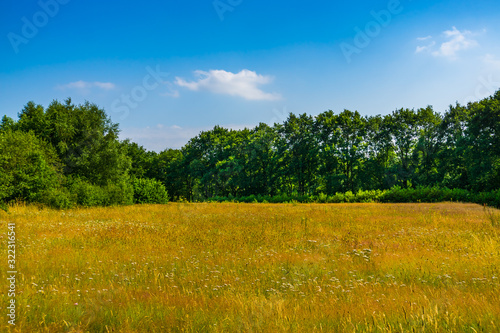 beautiful grass meadow landscape with lots of trees, the melanen, Halsteren, Bergen op zoom, The Netherlands photo