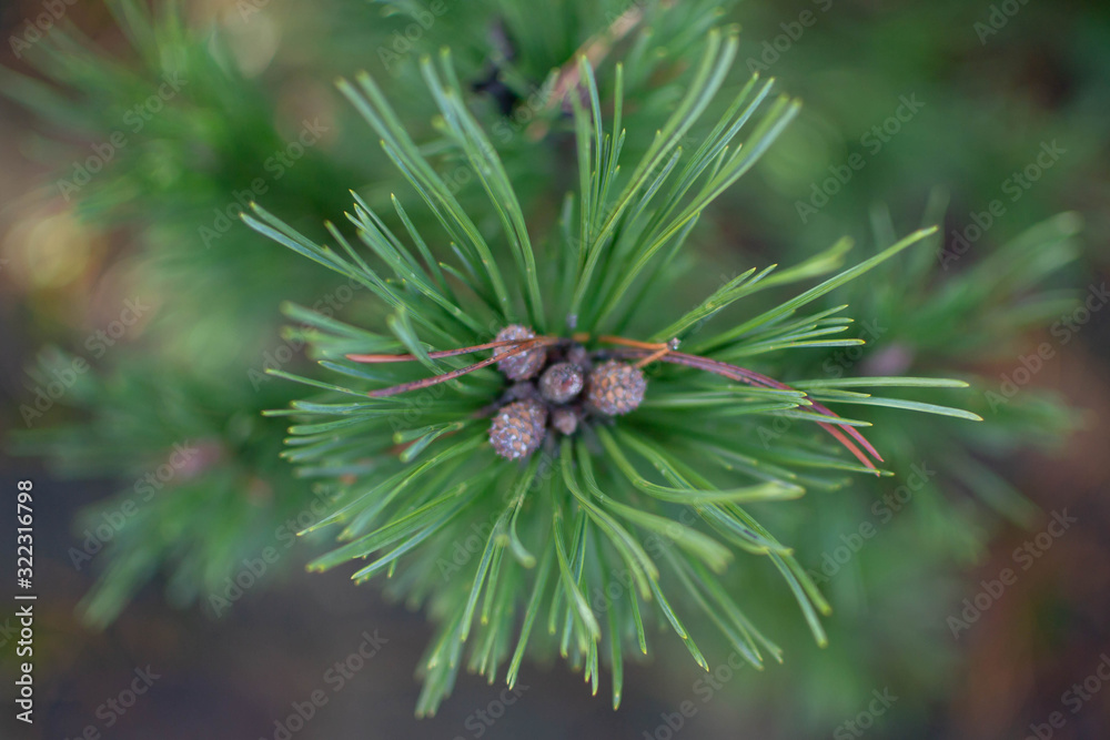Blurred pine cones captures as a still life Blurred pine cones captures as a still life