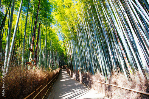 Arashiyama Bamboo Forest in Southern Kyoto Japan