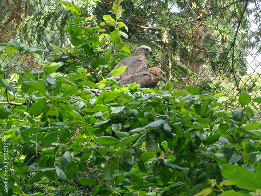 Obraz premium Wildvögel