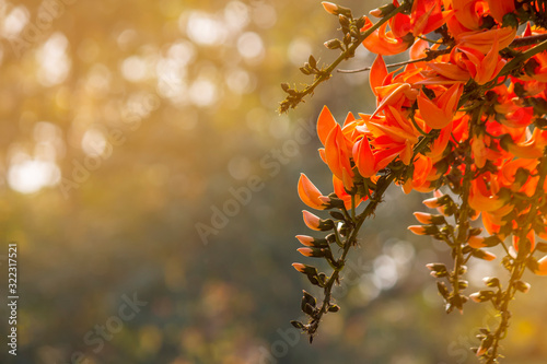 Beautiful Orange Palas flowers Blooming. Chiang Mai, Thailand. © mr.koe studio