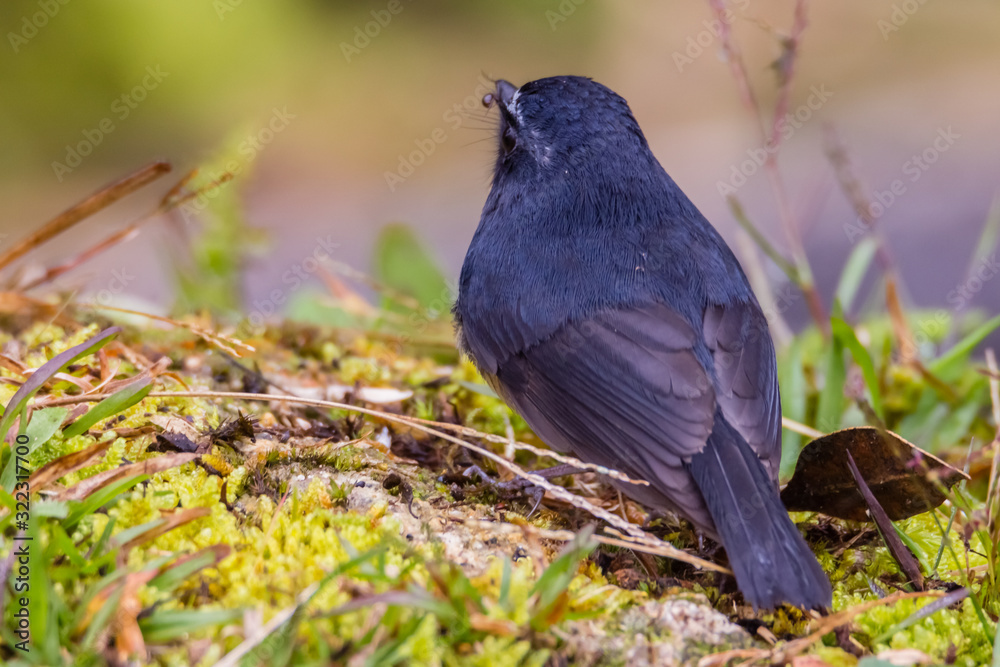 Obraz premium view of a beautiful bird in nature