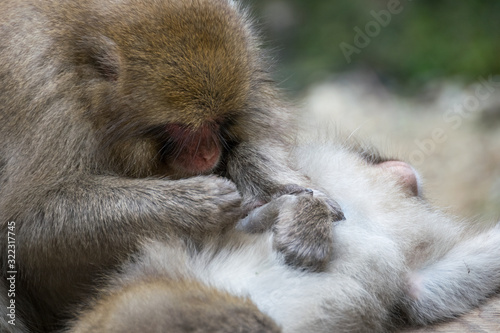 Two japanese during a grooming session near the hot springs in Jigokudami Monkey Park, Nagano, Japan.