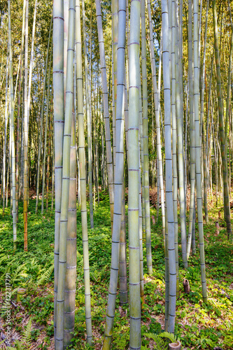 Arashiyama Bamboo Forest in Southern Kyoto Japan