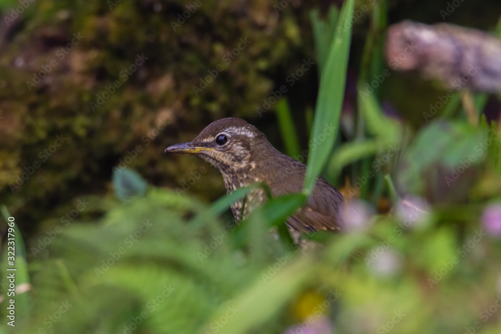 view of a beautiful bird in nature view of a beautiful bird in nature