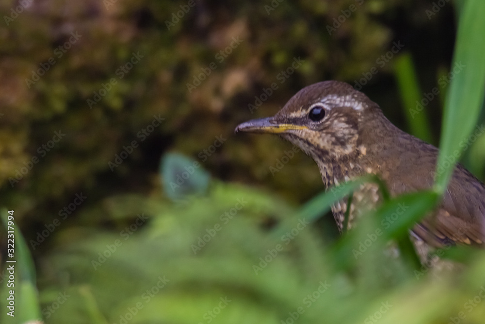 view of a beautiful bird in nature view of a beautiful bird in nature