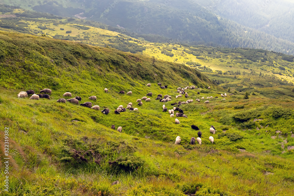 Sheep graze in the mountains. Traditional economy Highlanders Sheep graze in the mountains. Traditional economy Highlanders