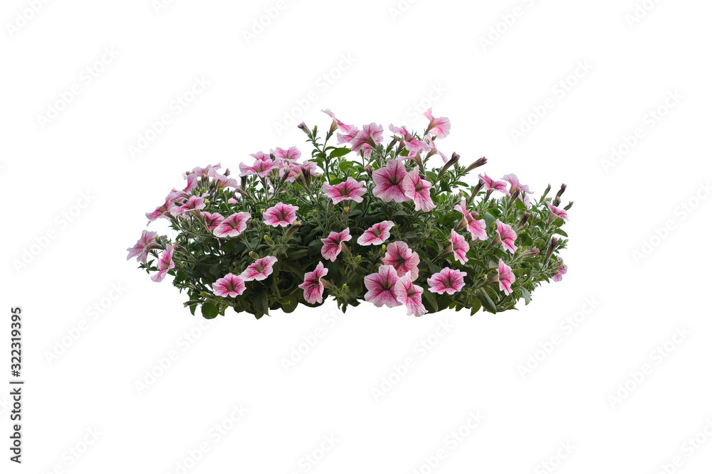 Flowers bush of Purple Petunia isolated on white background (file with clipping path)