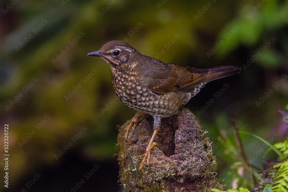 view of a beautiful bird in nature view of a beautiful bird in nature