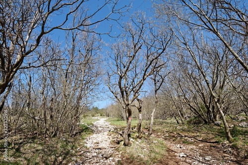 Slowenien - Istrien - Berg Slavnik - Wanderweg von Podgorje photo