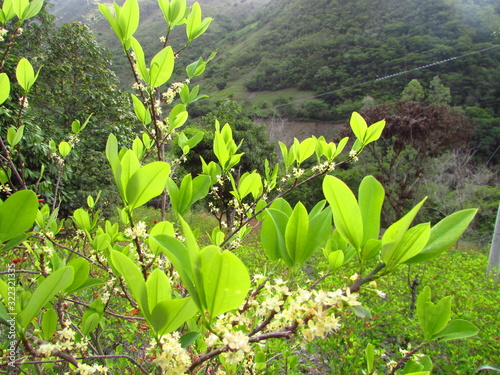 Erythroxylum coca - 	Erythroxylaceae photo