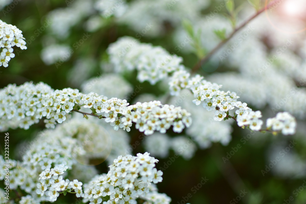 Spring full of fresh fragrant plants and flowers in the garden. Spring full of fresh fragrant plants and flowers in the garden.