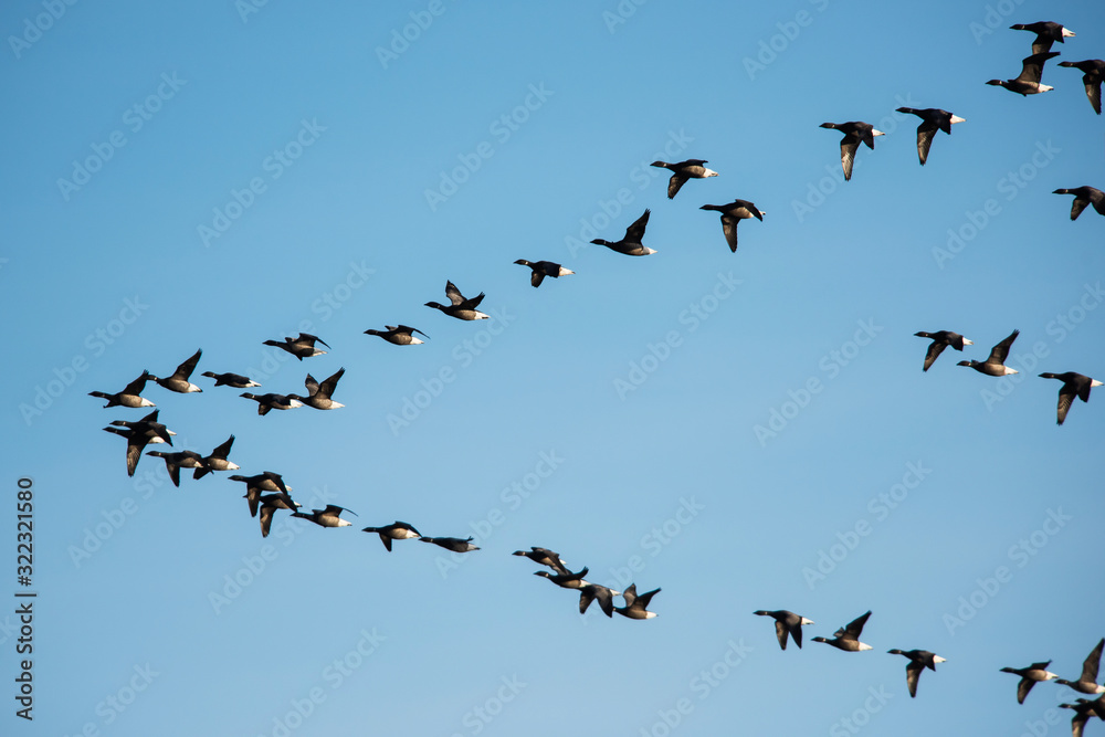 Brent Goose flying in blue sky. His Latin name is Branta bernicla.