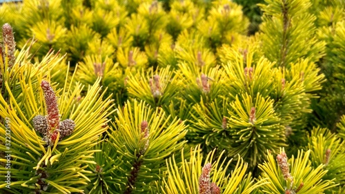 Young Pine buds in spring. Pinus mugo, dwarf mountain pine, mugo pine. Pinus mugo winter gold