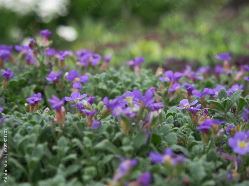 Spring full of fresh fragrant plants and flowers in the garden. Spring full of fresh fragrant plants and flowers in the garden.