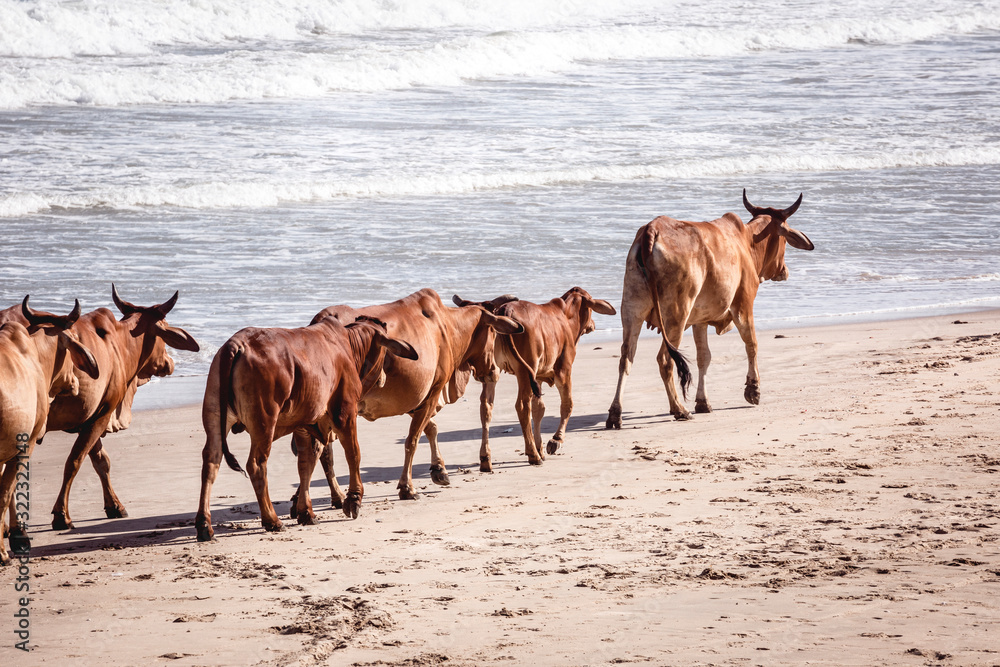 Cows walking in line on a sandy beach in Mui Ne, Vietnam Cows walking in line on a sandy beach in Mui Ne, Vietnam