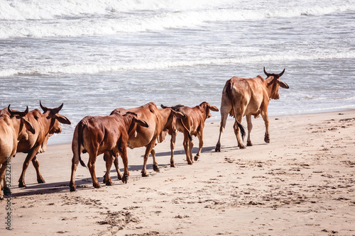 Fototapeta Naklejka Na Ścianę i Meble -  Cows walking in line on a sandy beach in Mui Ne, Vietnam