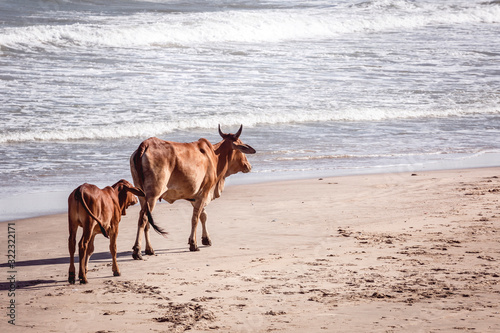 Cows walking in line on a sandy beach in Mui Ne  Vietnam
