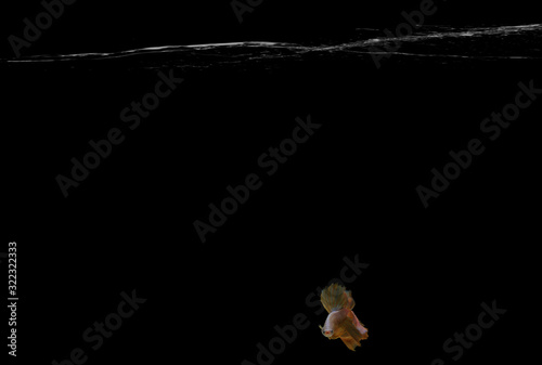 A yellow Halfmoon fighting fish is swimming with black background