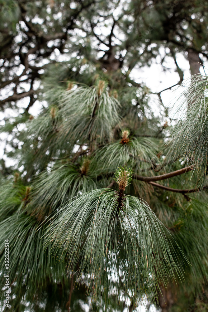 Fototapeta premium Closeup photo of green needle pine tree on the right side of picture. Small pine cones at the end of branches. Blurred pine needles in background