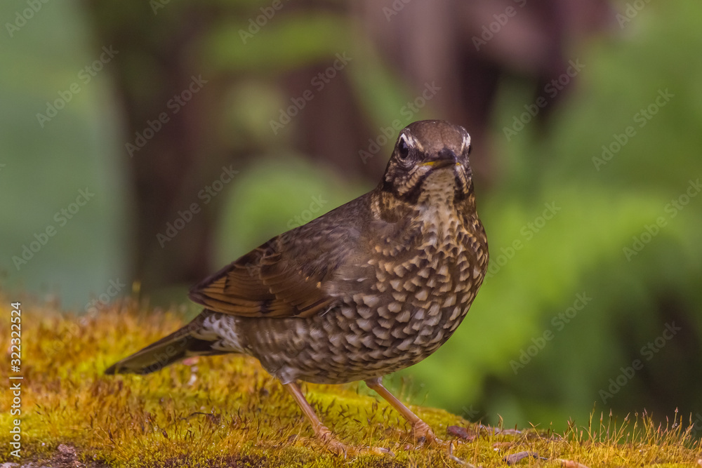 Fototapeta premium view of a beautiful bird in nature